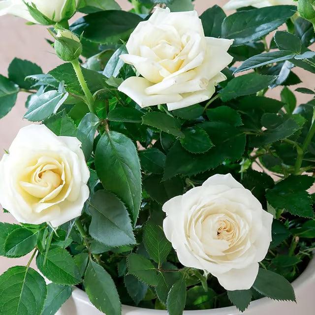 White Rose Fragrant Flower Plant (1-2 Feet Height)