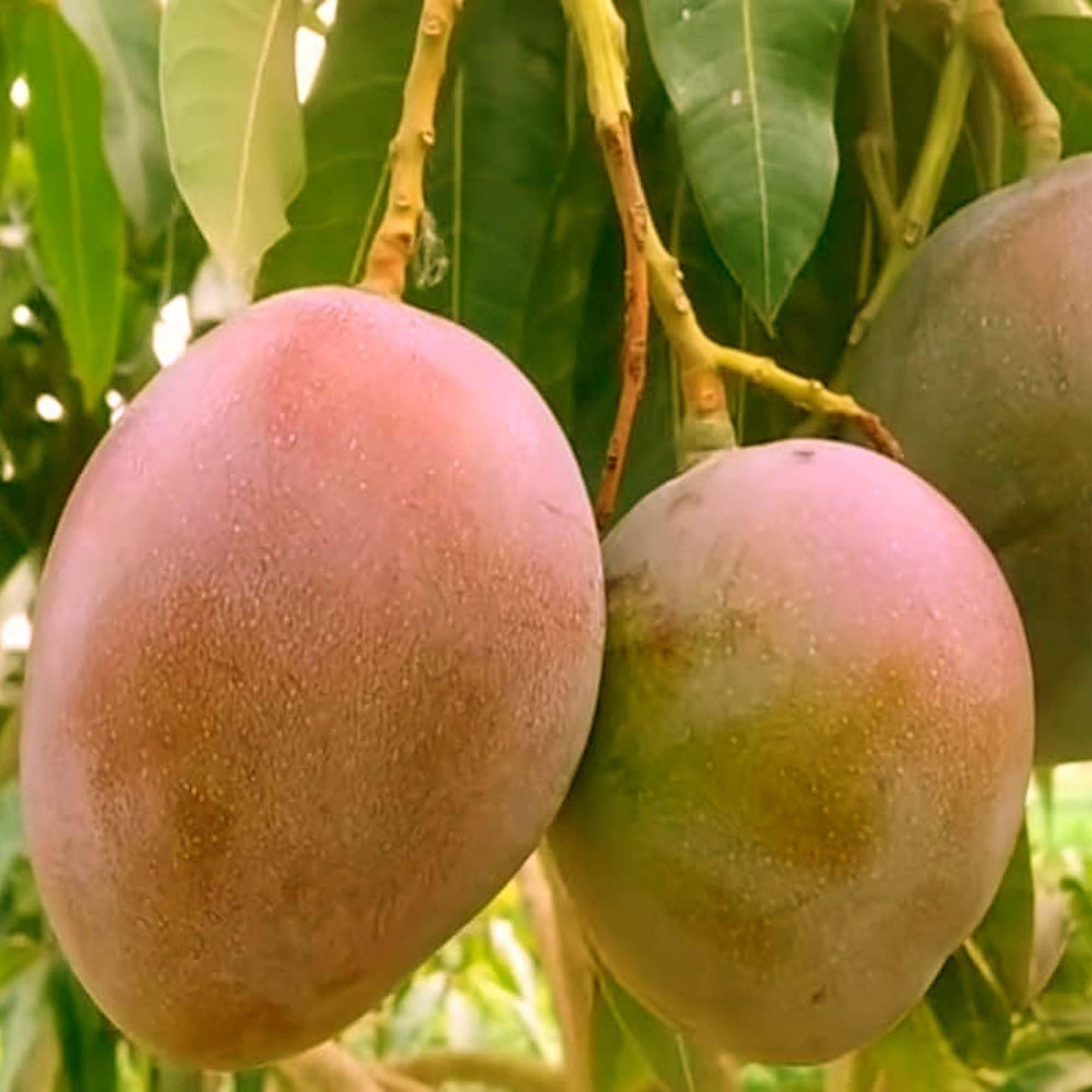 American Red Palmar Mango Aam Grafted Fruit Plant