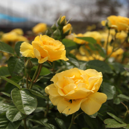 Yellow Rose Fragrant Flower Plant