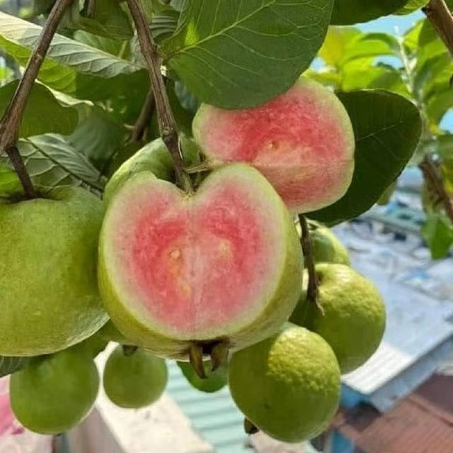 Madhuri Guava Amrood Layering/Grafted Fruit Plant