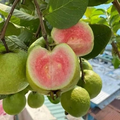 Madhuri Guava Amrood Layering/Grafted Fruit Plant