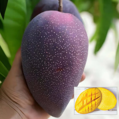 BN 7 Mango Aam Grafted Fruit Plant (1.5-3 Feet Height)