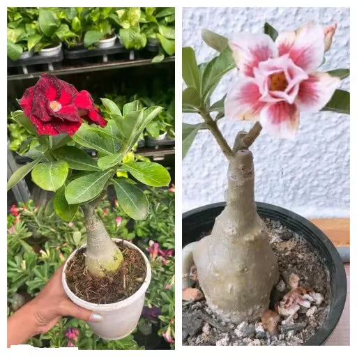Adenium Obesum Desert Rose Grafted Flowers Plant (pack of 2)
