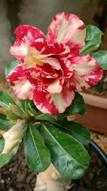 Adenium Obesum Desert Rose Grafted Flowers Plant (pack of 2)