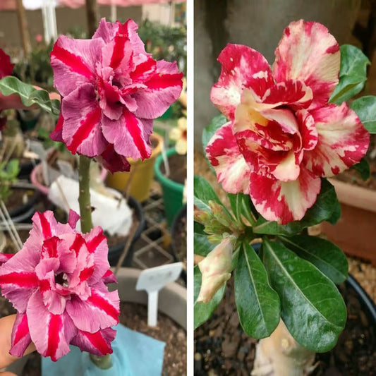 Adenium Obesum Desert Rose Grafted Flowers Plant (pack of 2)