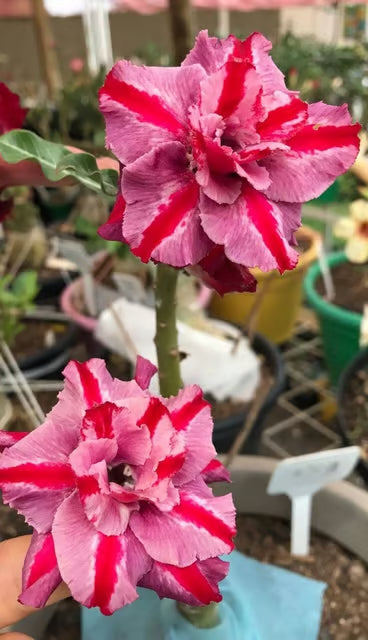 Adenium Obesum Desert Rose Grafted Flowers Plant (pack of 2)