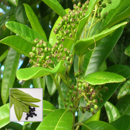 All Spice Pimenta Dioica Spice Scented Leaf Spice Plant (1.5-3 Feet Height)