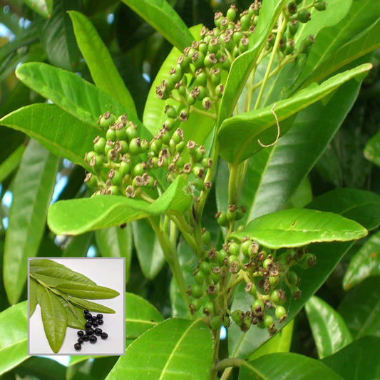 All Spice Pimenta Dioica Spice Scented Leaf Spice Plant (1.5-3 Feet Height)