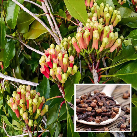 Lavanga Clove Spice Plant (1.5-3 Feet Height)