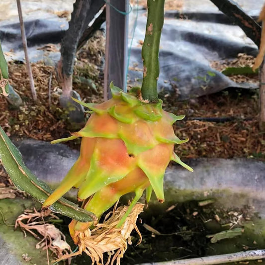 Hawaiian Orange Dragon Fruit Cutting/Grafted Fruit Plant (1-2 Feet Height)