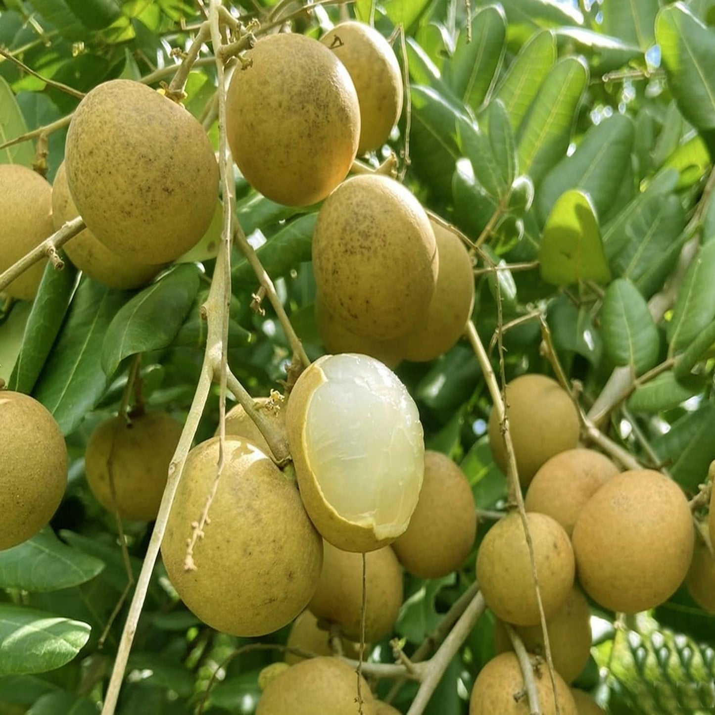 Daw Dragon Eye Longan Grafted Fruit Plant