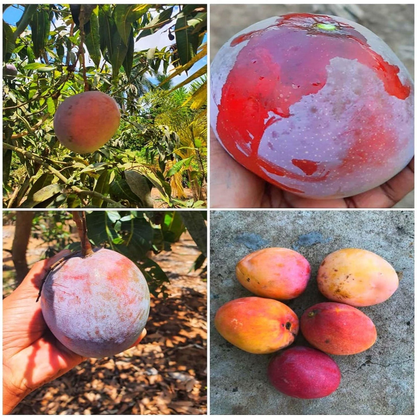 American Red Palmar Mango Aam Grafted Fruit Plant