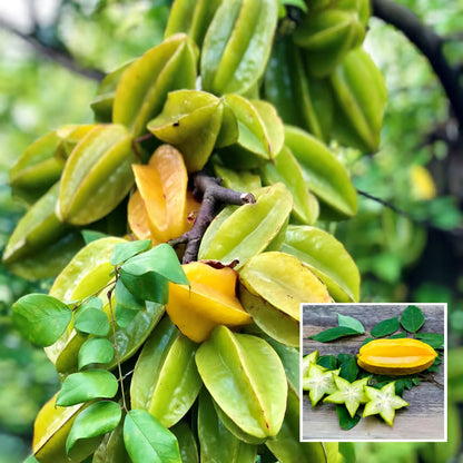 Sour Star Fruit Carambola Kamranga Amrak Grafted Plant