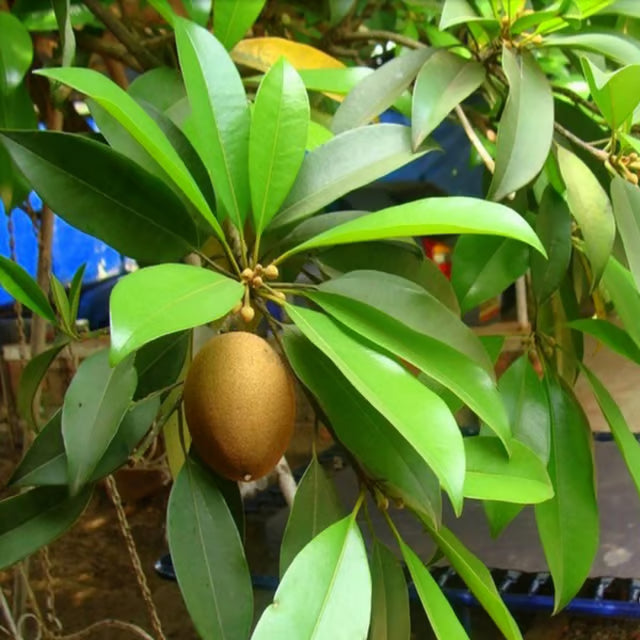 Thai Kalapatti Chikoo Sapota Grafted Fruit Plant