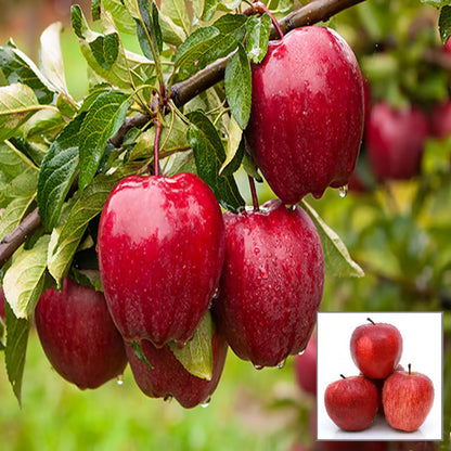 Michael Low Chill Tropical Apple Seb Grafted Fruit Plant