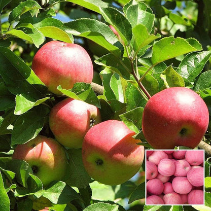 Early Fuji Low Chill Tropical Apple Seb Grafted Fruit Plant