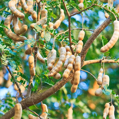 Sour Vantoor Tamarind Imli Grafted Fruit Plant