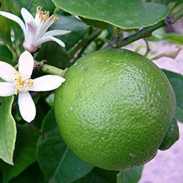 Bangladesh Bari 1 Malta Mosambi Grafted Fruit Plant