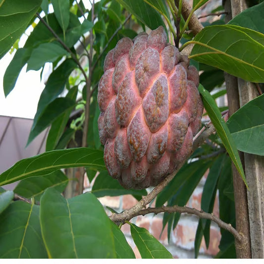 Red Custard Apple Sugar Apple Sitafal Ata Grafted Fruit Plant (1.5-3 Feet Height)