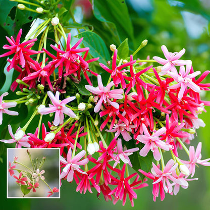 Rangoon Creeper Madhavi Lata Madhumalti Flower Climbers Flower Plant (1-2 Feet Height)