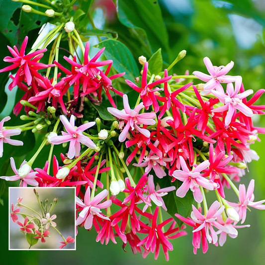 Rangoon Creeper Madhavi Lata Madhumalti Flower Climbers Flower Plant (1-2 Feet Height)