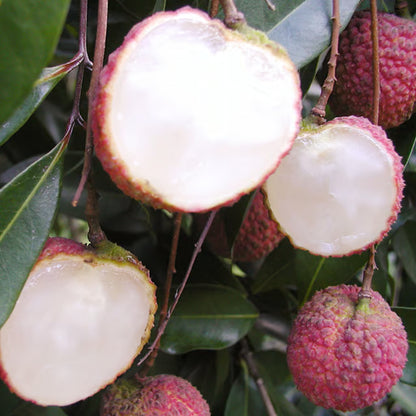 Early Seedless Litchi Lychee Layering/Grafted Fruit Plant