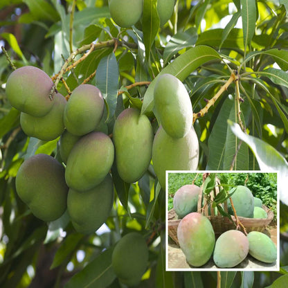 Nelam Mango Aam Grafted Fruit Plant