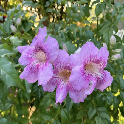 Purple Colour Tecoma Climbers Flower Plant (1-2 Feet Height)