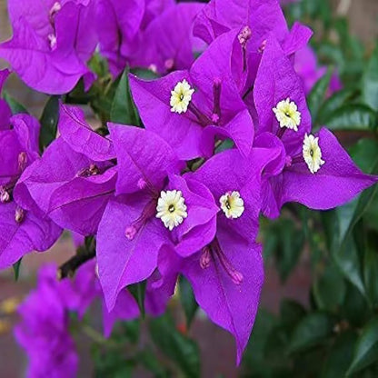 Purple Colour Bougainvillea Kagoj Ful Shrubs Flower Plant (1-2 Feet Height)