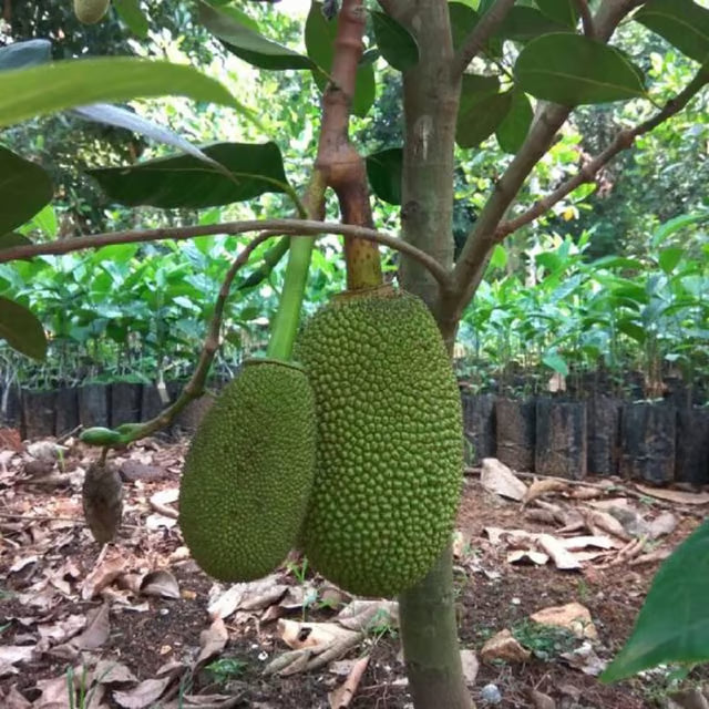 Thai All Season Jackfruit Panasa Varikka Katahal Chakka Grafted Fruit Plant