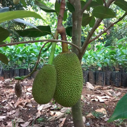 Thai All Season Jackfruit Panasa Varikka Katahal Chakka Grafted Fruit Plant