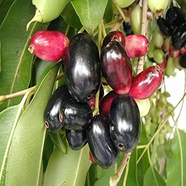 Thai Black Jamun Jambolan Jam Grafted Fruit Plant