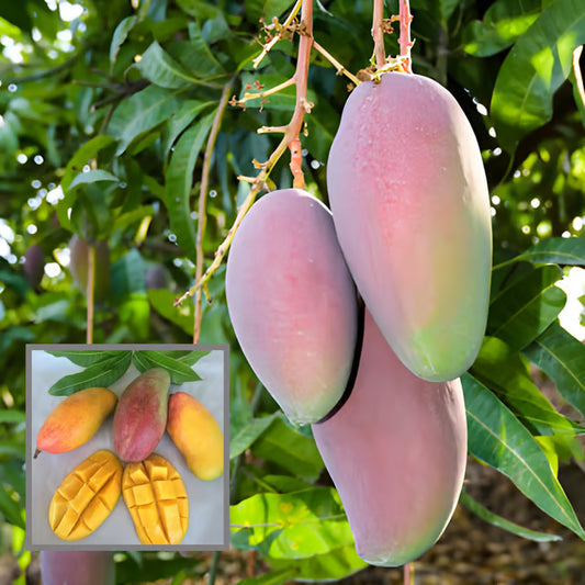 Valencia Pride Mango Aam Grafted Fruit Plant (1.5-3 Feet Height)