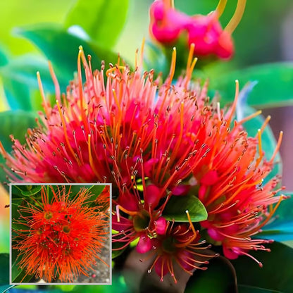 Red Colour First Love Flower Plant