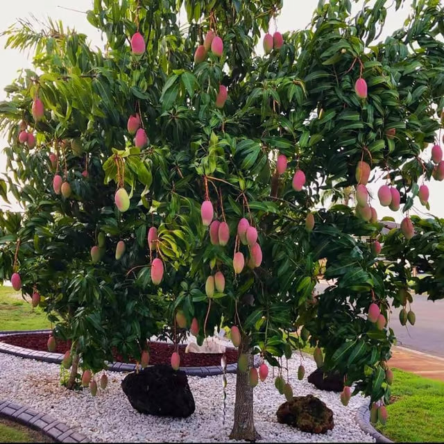 Valencia Pride Mango Aam Grafted Fruit Plant