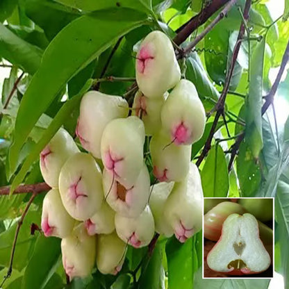 Mixed Wax Apple Water Apple Java Apple Jamrul Chamba Layering/Grafted Fruit Plant