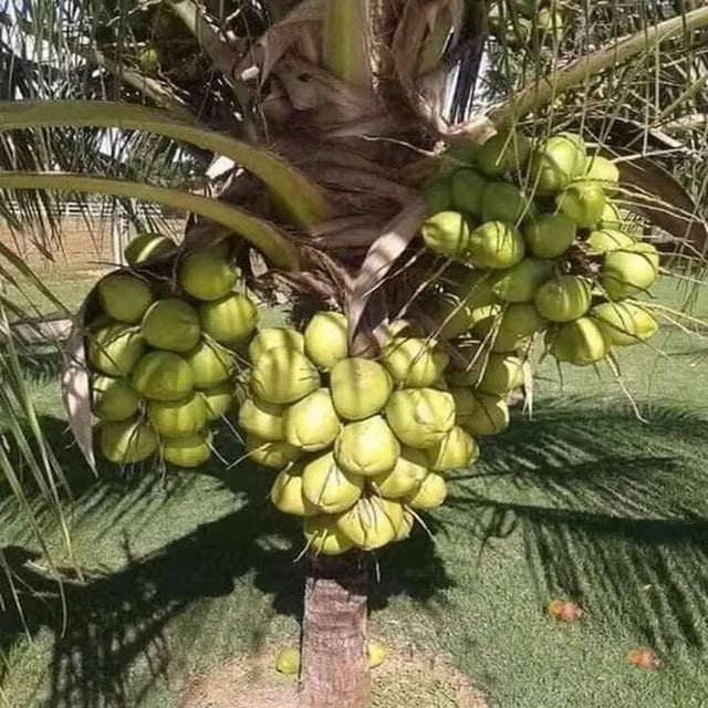 D X T Green Coconut Nariyal Hybrid Dwarf Fruit Plant