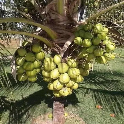 D X T Green Coconut Nariyal Hybrid Dwarf Fruit Plant