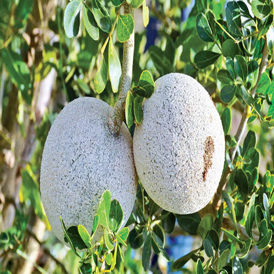 Thai Wood Apple Kot Bel Grafted Fruit Plant (1.5-2 Feet Height)