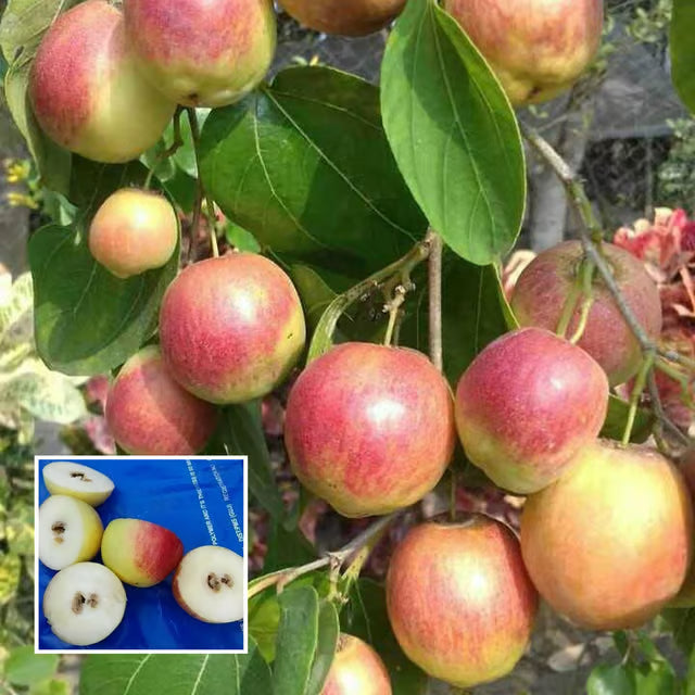 Seedless Apple Ber Jujube Kul Grafted Fruit Plant (1-2 Feet Height)