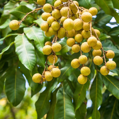 Khaki Dragon Eye Longan Grafted Fruit Plant