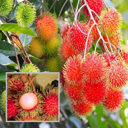 KG10 Rambutan Grafted Fruit Plant (2-3 Feet Height)