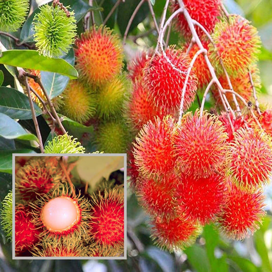 KG10 Rambutan Grafted Fruit Plant (2-3 Feet Height)