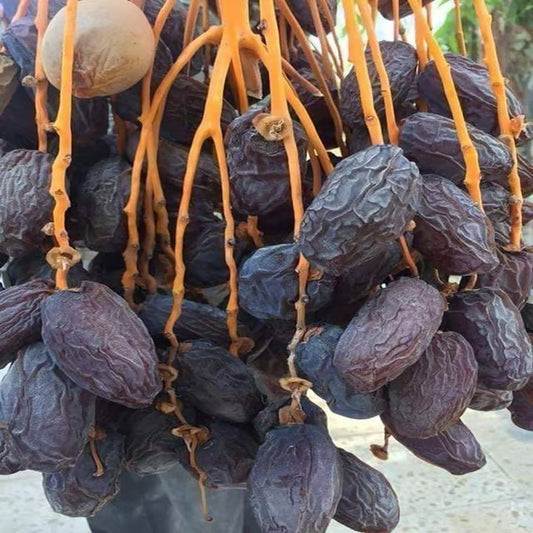 Ajwa Dates Palm Arabian Khurma Khajoor Dwarf Fruit Plant (1.5-3 Feet Height)