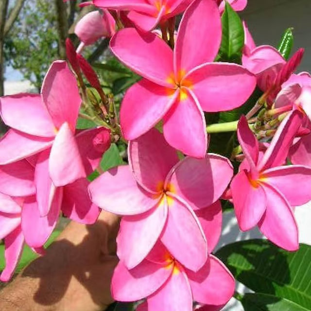 Pink Colour Kat Chapa Champa Plumeria Flower Plant