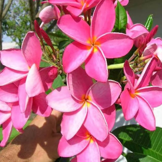 Pink Colour Kat Chapa Champa Plumeria Flower Plant (1-2 Feet Height)