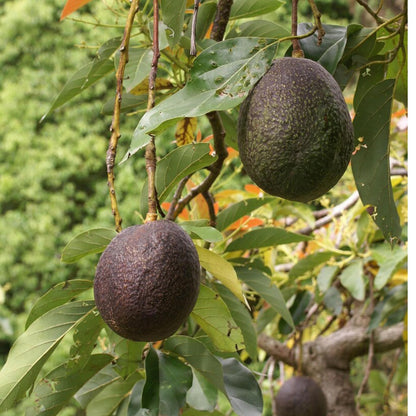 Lamb Hass Avocado Butter Fruit Grafted Plant