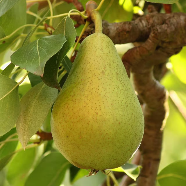 Babugosha Pear Pyrus Communis Nashpati Layering/Grafted Fruit Plant