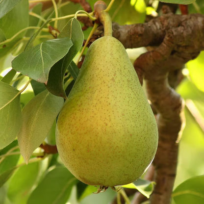 Babugosha Pear Pyrus Communis Nashpati Layering/Grafted Fruit Plant
