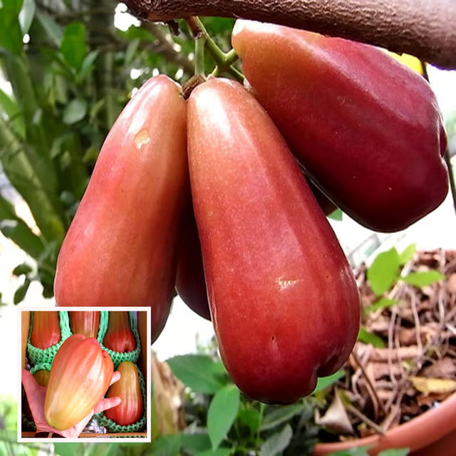 Jambu King Kong Wax Apple Water Apple Java Apple Jamrul Chamba Layering/Grafted Fruit Plant
